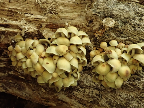 Hypholoma fasciculare