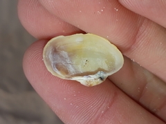 Irus crenatus