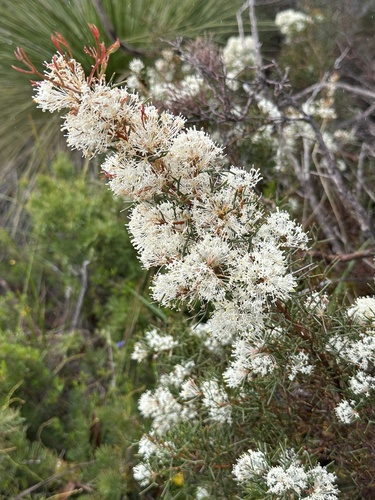 Image of Hakea lissocarpha by (c) Debra Baker, some rights reserved (CC BY)