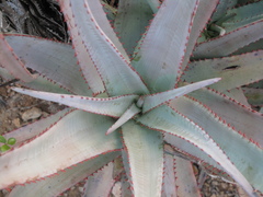 Aloe divaricata