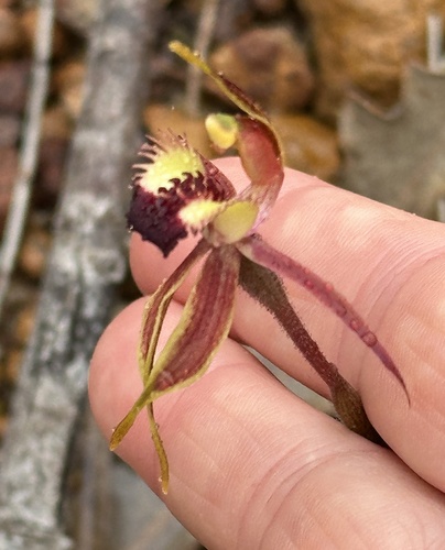 Image of Caladenia rhomboidiformis by (c) Debra Baker, some rights reserved (CC BY)