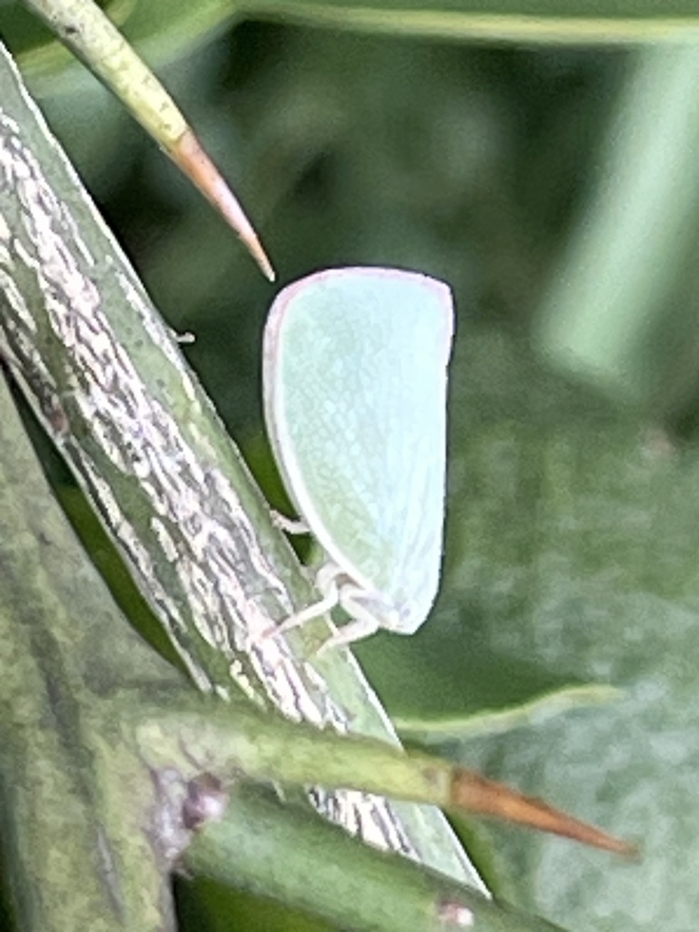 Genus Geisha Insect Geisha distinctissima from Honshu, Yokohama, Kanagawa, JP on September ...