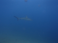 Carcharhinus galapagensis