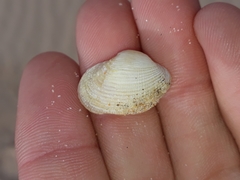 Irus crenatus