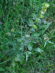 Rhinanthus serotinus