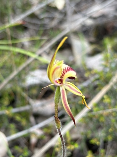 Image of Caladenia rhomboidiformis by (c) Debra Baker, some rights reserved (CC BY)