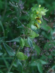 Rhinanthus serotinus