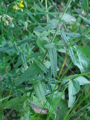 Rhinanthus serotinus