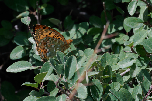 Argynnis xipe