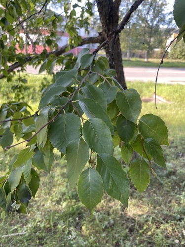 Betula davurica, photograph 2