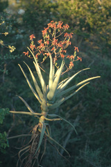 Aloe divaricata