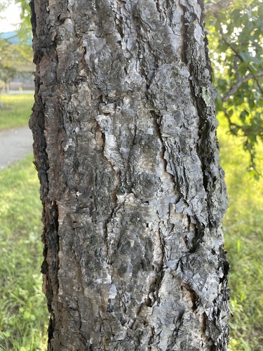 Betula davurica, photograph 3