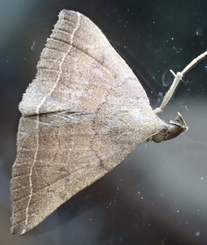 Plumed Fan-foot, Graafland, Groot-Ammers, South Holland, NL, photo 5 of 10