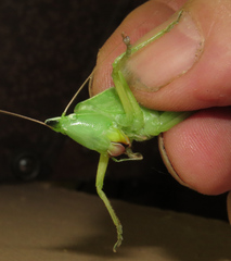 Neoconocephalus nebrascensis