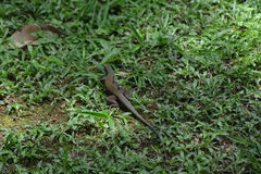 Ameiva atrigularis