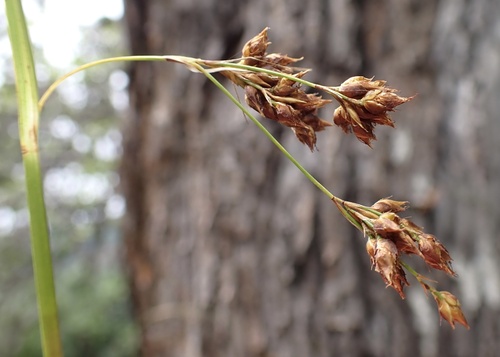 Image of Rhynchospora caduca by (c) Thomas Irvine, some rights reserved (CC BY)