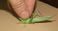 Neoconocephalus nebrascensis
