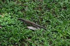 Ameiva atrigularis