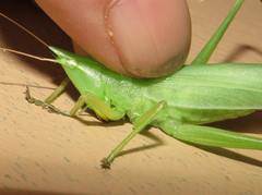 Neoconocephalus nebrascensis