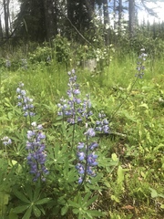 Lupinus arcticus