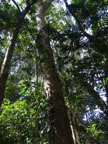 Image of Scolopia mundii by (c) Shaun Swanepoel, some rights reserved (CC BY)