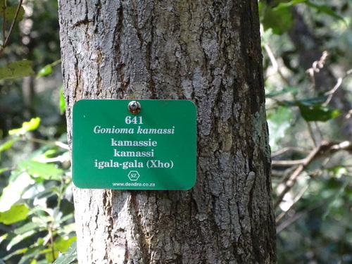 Image of Gonioma kamassi by (c) Shaun Swanepoel, some rights reserved (CC BY)