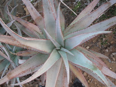 Aloe divaricata
