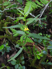 Melampyrum sylvaticum