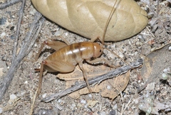 Ceuthophilus hesperus