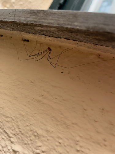 Leiobunum limbatum, Oslo, photo 7 of 10