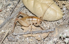 Ceuthophilus hesperus