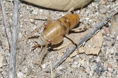 Ceuthophilus hesperus