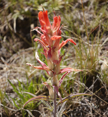 Castilleja integra