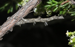 Aethaloida packardaria