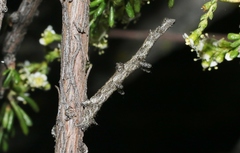 Aethaloida packardaria