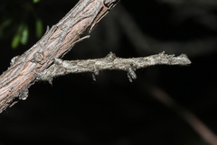 Aethaloida packardaria