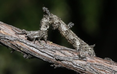 Aethaloida packardaria