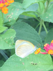 Eurema agave