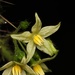 Solanum acerifolium - Photo (c) Caleb Villar, some rights reserved (CC BY-NC), uploaded by Caleb Villar