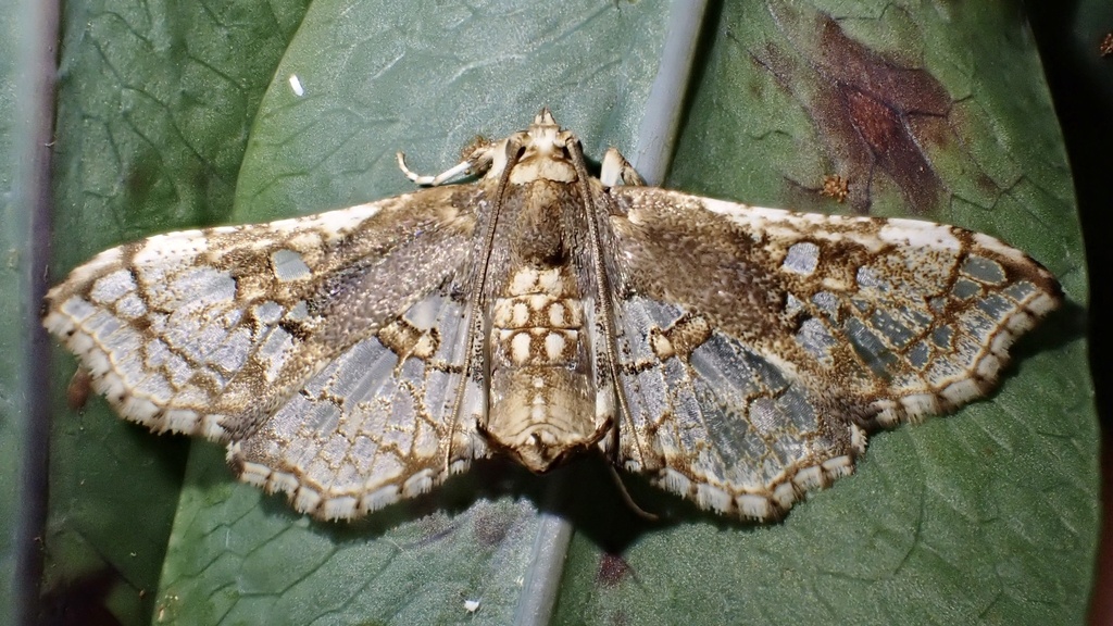 Sweetpotato vineborer