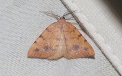 Drepanulatrix carnearia