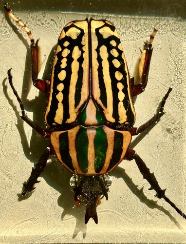Chelorhinella romyae