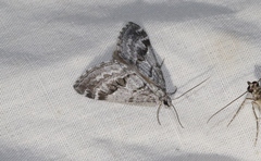 Scelidacantha triseriata