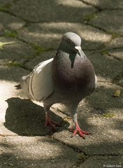 Columba livia
