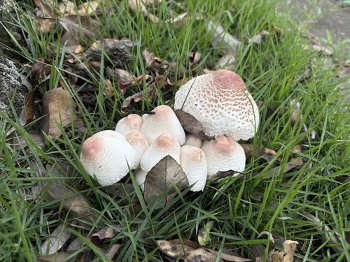Leucoagaricus americanus