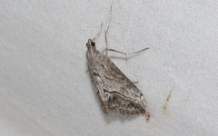 Evergestis subterminalis