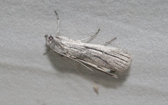 Cuculliinae