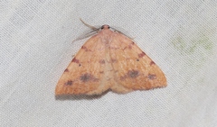 Drepanulatrix carnearia