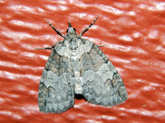Hydriomena ruberata