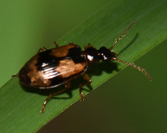 Lebia fuscata